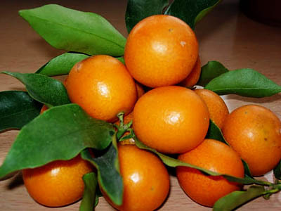 ���L(zh��ng)̶���p���~��Ʒ���